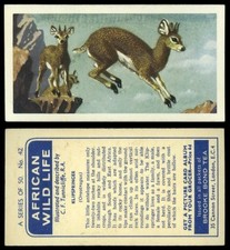 Klipspringer #42 African Wild