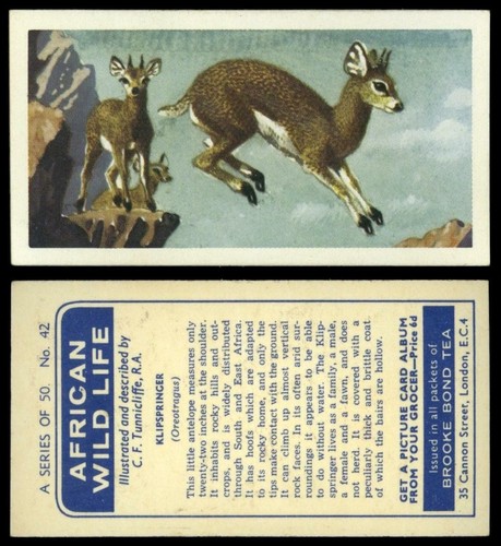Klipspringer african wild - klipspringer,