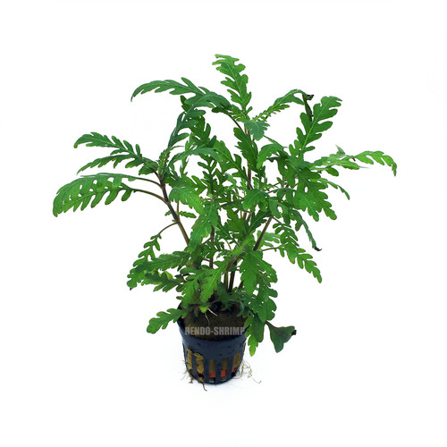 Hygrophila pinnatifida live - hygrophila,