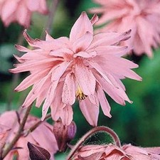 Aquilegia 'Barlow Pink'