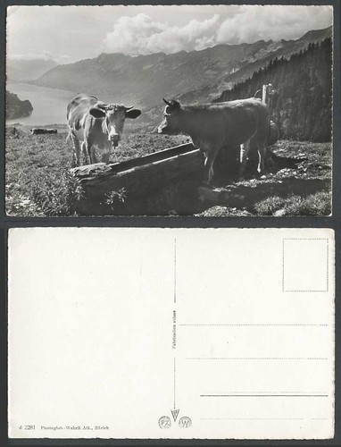 Switzerland swiss cattle - switzerland,