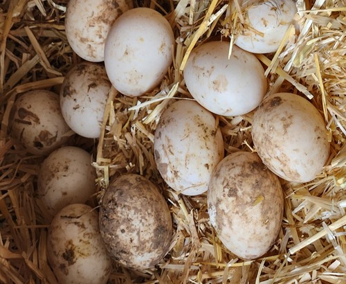Fertile duck hatching - duck, eggs