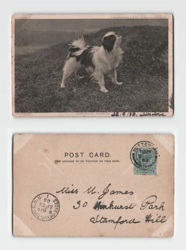 Postcard japanese spaniel - -,