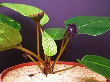 DORSTENIA ELATA rare