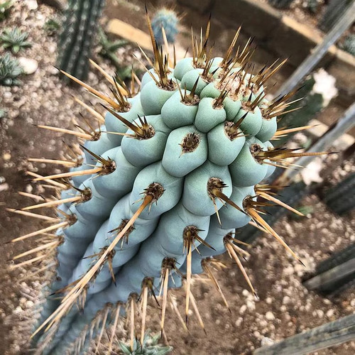 Blue cereus cactus seeds - 10,