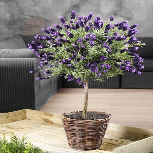 Beautiful french lavender tree - beautiful,