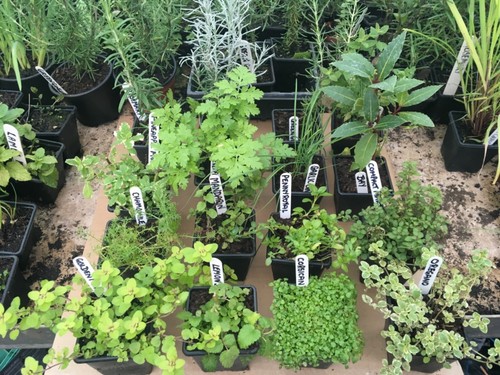Mixed herb plants 7cm pots - mixed,