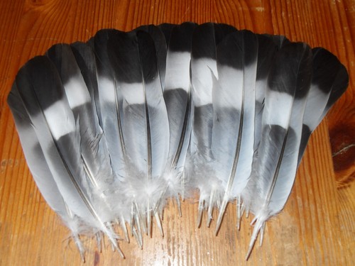 Pigeon tail feathers to 8 - pigeon,