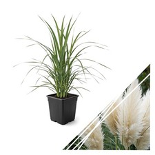 Live Ornamental Pampas Grass