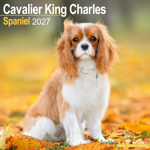 Cavalier king charles 2027 - charles,