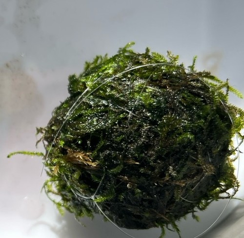 Christmas moss balls - christmas,
