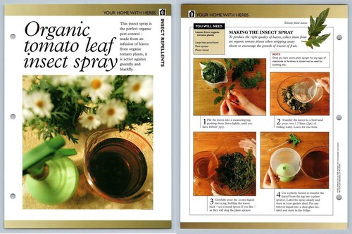 Organic tomato leaf insect - tomato,