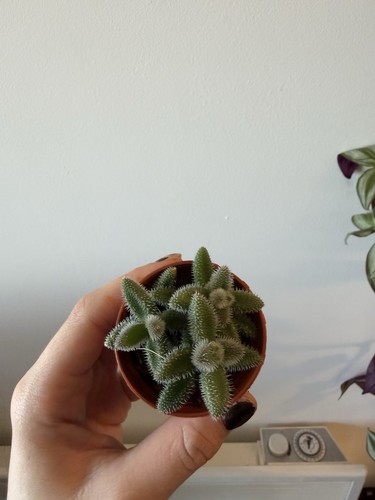 Delosperma pickle plant - delosperma, plant'