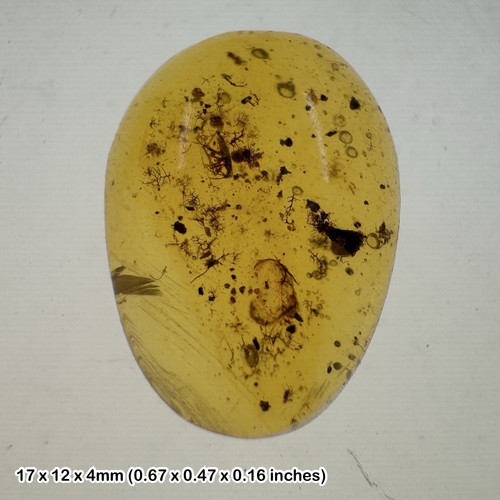 Burmese cretaceous amber - , with