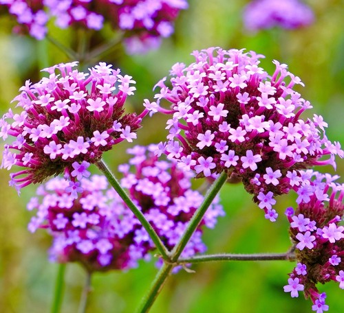 Verbena bonariensis 1300x - bonariensis,