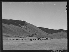 Photo:Cattle on grazing land