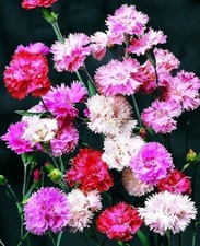 6 Dianthus Spring Beauty Mix Medium Plug Plants ?