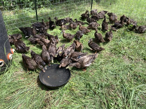 Fertile duck hatching eggs - duck, eggs-