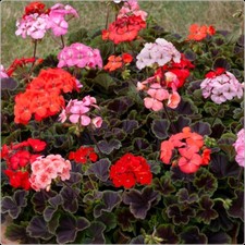 Geranium F1 Horizon Shadow mix Pelargonium x 6 Plug Plants  