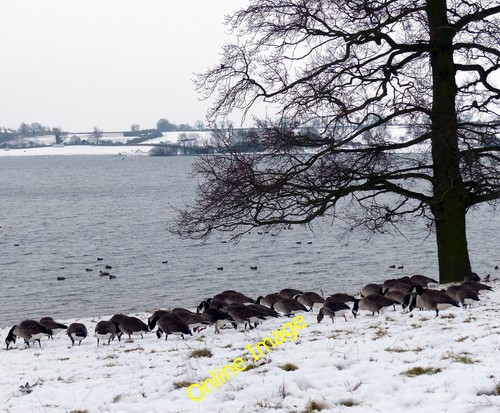 Photo 12x8 canada - geese, at