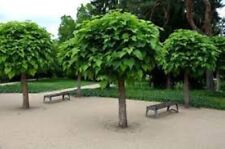 Catalpa Bignonioides Tree (Indian Bean Tree) 25 Seeds