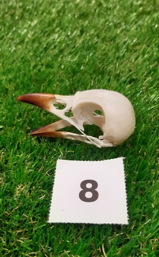 British magpie skull - magpie, 8