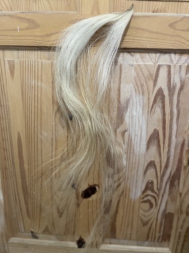 Blonde natural horse - horse, hair