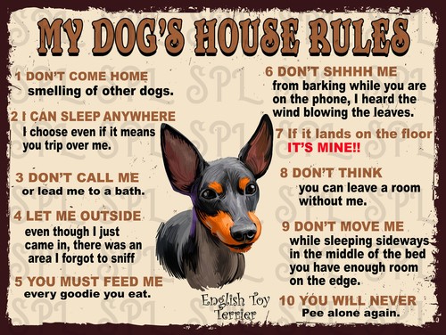 English toy terrier dog s - toy, dog's