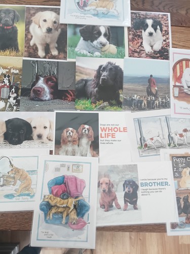 Mixed dogs wholesale - 30, 🐕,