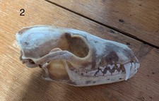 Fox Skull #2
