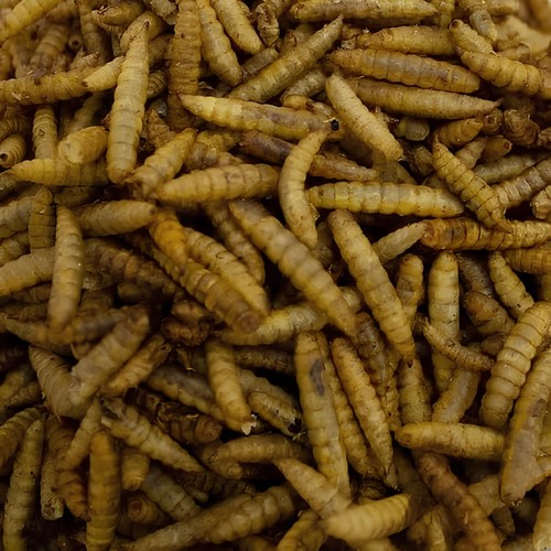Leagrams calci worms for wild - calci,