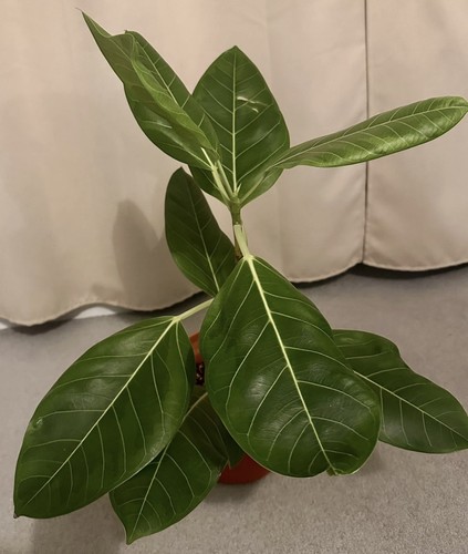 Ficus altissima 15cm - ficus, pot|