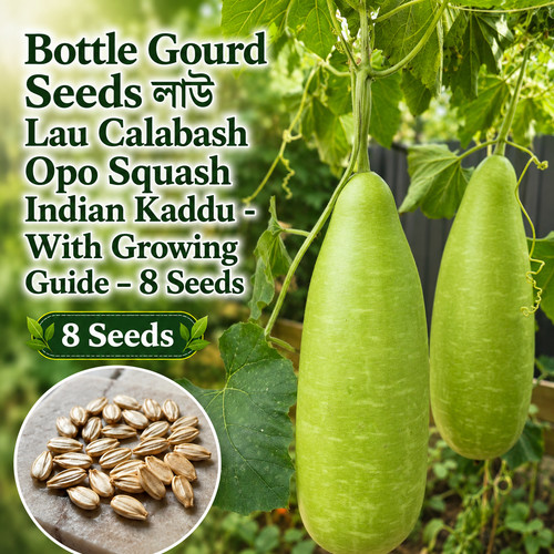 Bottle gourd seeds ল উ - bottle,