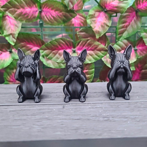 French bulldog frenchie - french,