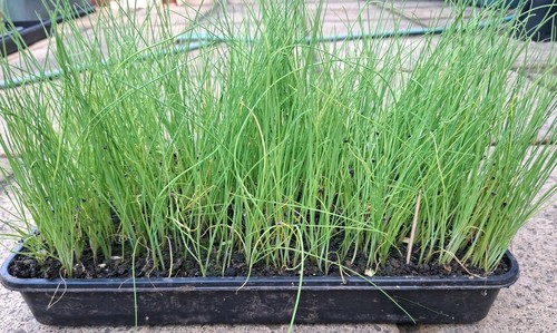 Plug plant leeks unbranded - plug,