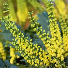Mahonia Soft Caress Oregon Grape Bushy Outdoor Evergreen Garden Shrub Plant