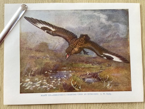 Great skua charging birds - great,