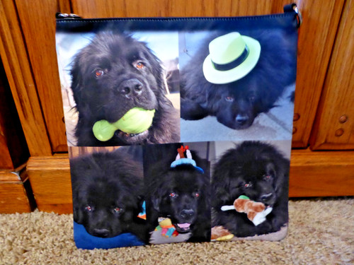 Newfoundland newfie puppy dog - newfoundland,