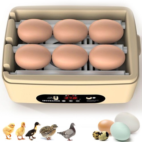Chicken egg incubator - egg,