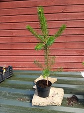 Pinus sylvestris  - Scots Pine