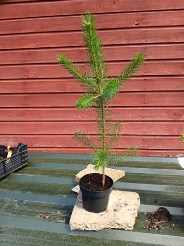 Pinus sylvestris scots - pinus, pine