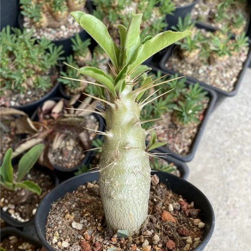 1piece 7cm seedgrowth - 1piece, 6-7cm