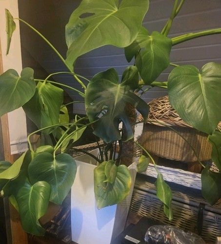Monsterra swiss cheese - monsterra, plant