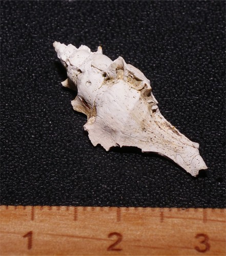 Very rare eocene - eocene, gastropod