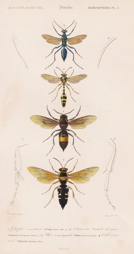 Vespa cineta hornet wasps