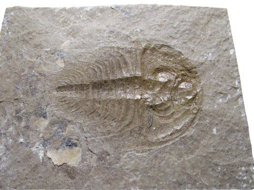 Cambrian pioche shale - cambrian,