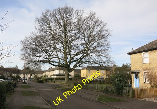 Photo 6x4 oak - 6x4,