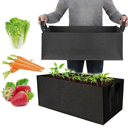 Large plant grow - plant,