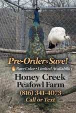*20* Rare Peafowl Peacock