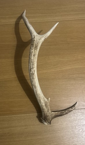 Red deer stag antler - horn, 65cm